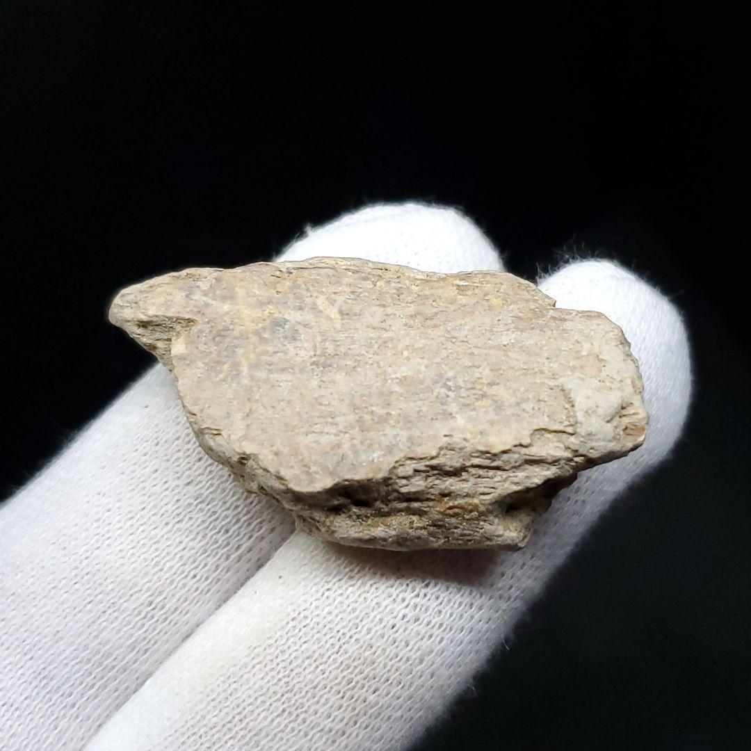 ティラノサウルス 化石 骨 本物 アメリカ産 37mm ケース付き  tb123