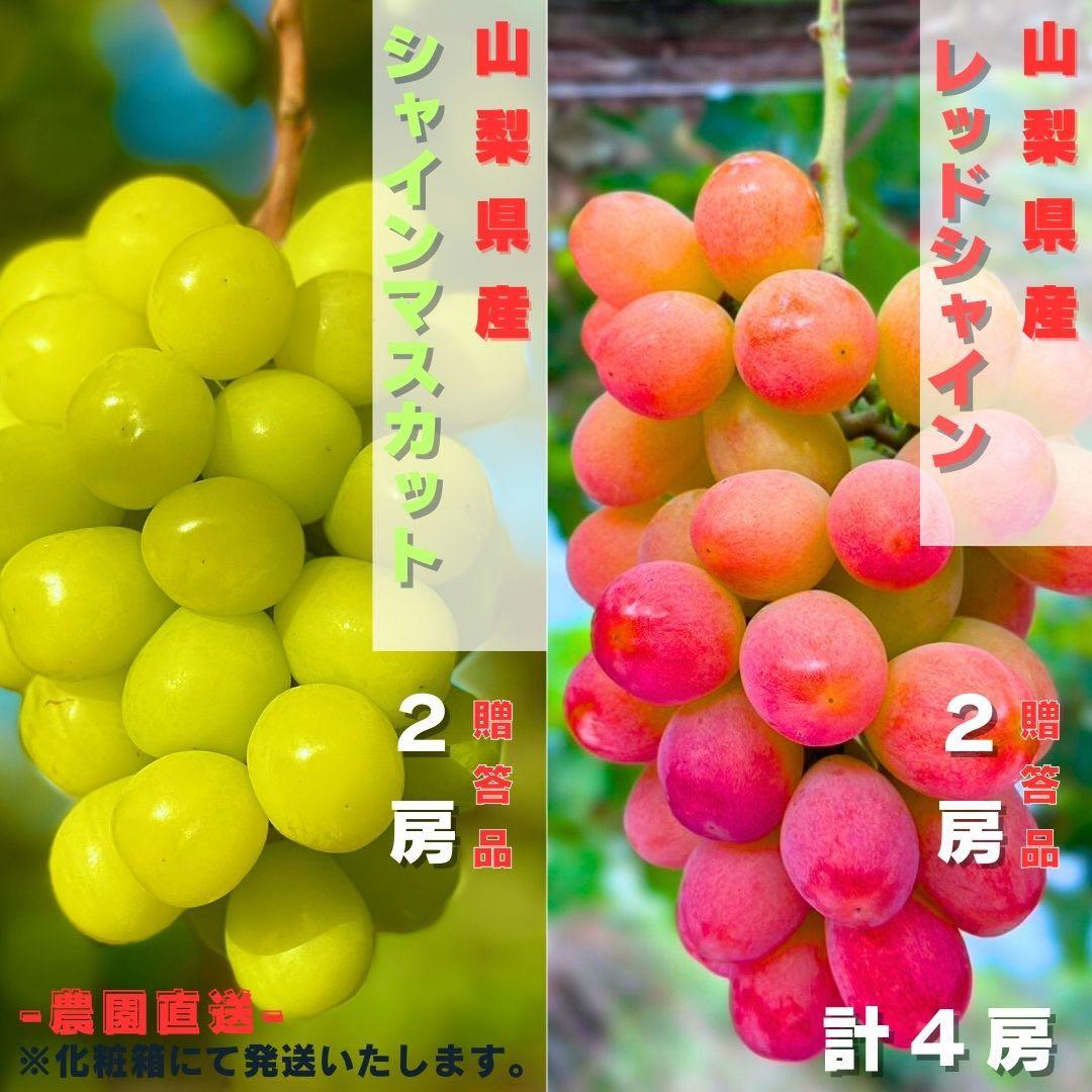 【シャインマスカット2房 サンシャインレッド2房】山梨県産 化粧箱送料込