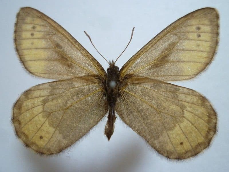 ま*る様 【国産蝶標本】タカネヒカゲ/Oeneis norna/富山県.薬師岳産