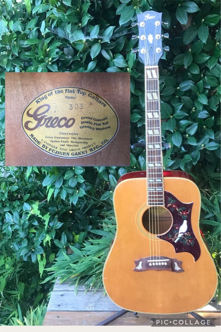 greco 303 DOVE グレコ フジゲン