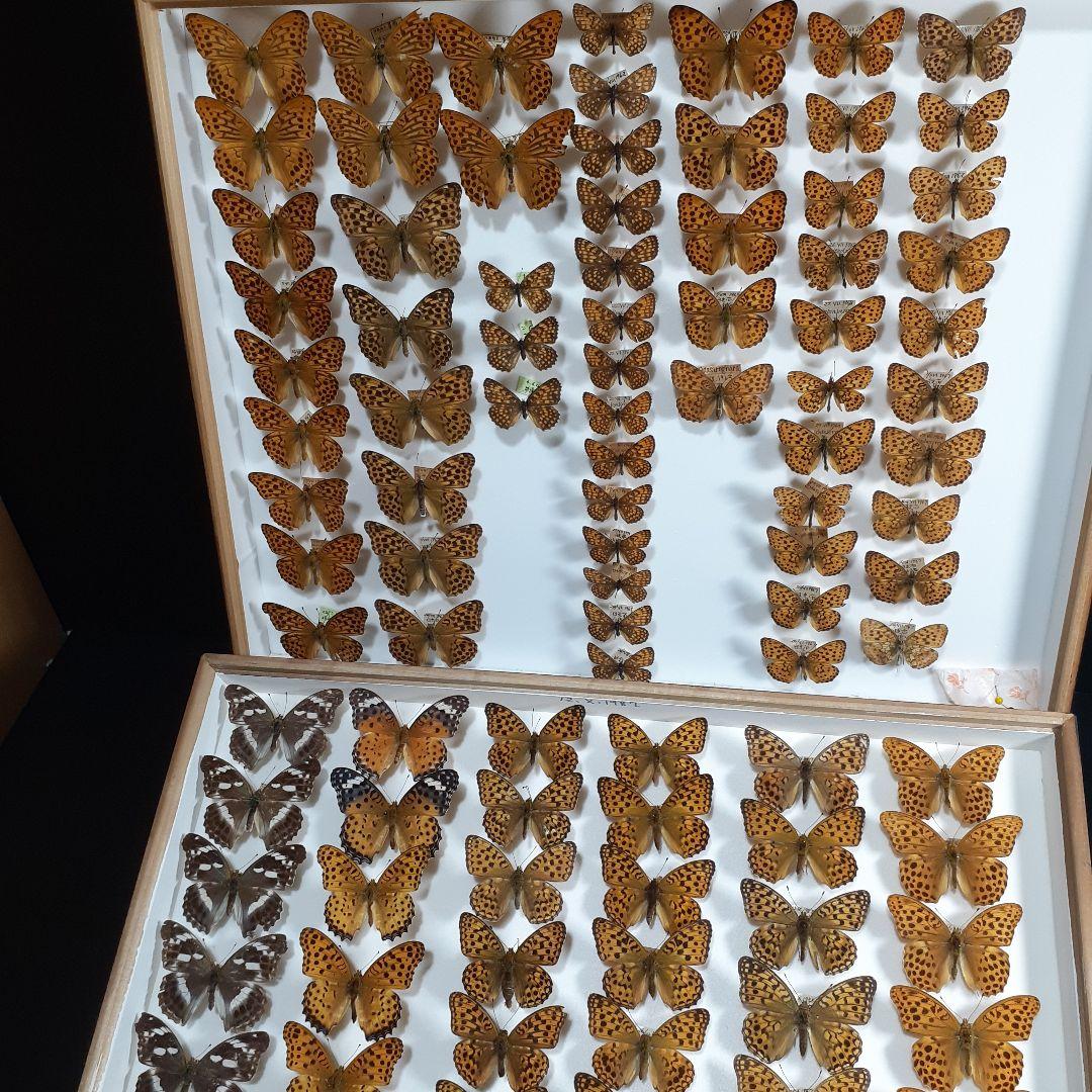 蝶標本　ヒョウモンチョウ類　12種114頭。大型ドイツ標本箱２箱入りセット