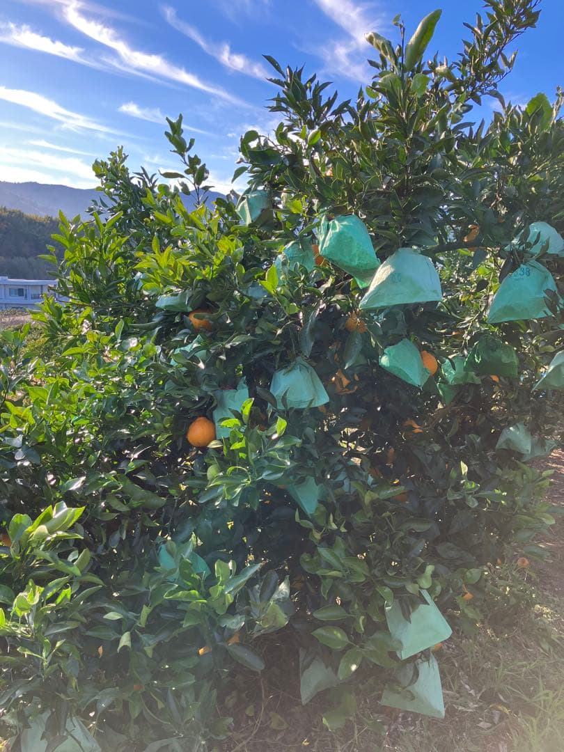 木成り完熟不知火(デコポン)農家直送♡10kg