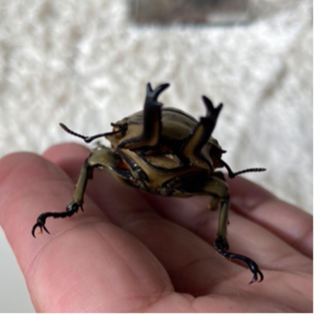 オウゴンオニクワガタ　約75㎜（針穴無し）