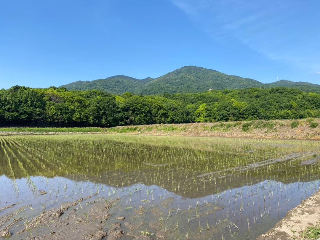 令和7年度産　コシヒカリ
