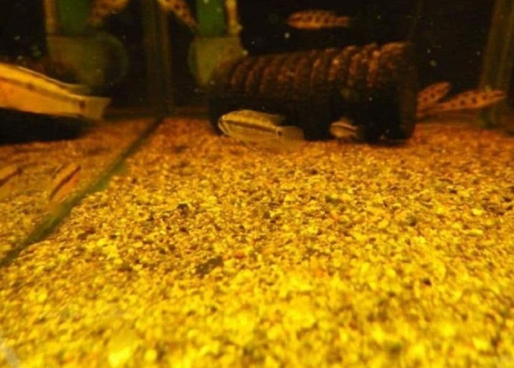 とし　大小様々　無農薬マジックリーフ　天然ももたまな葉　1000　枚