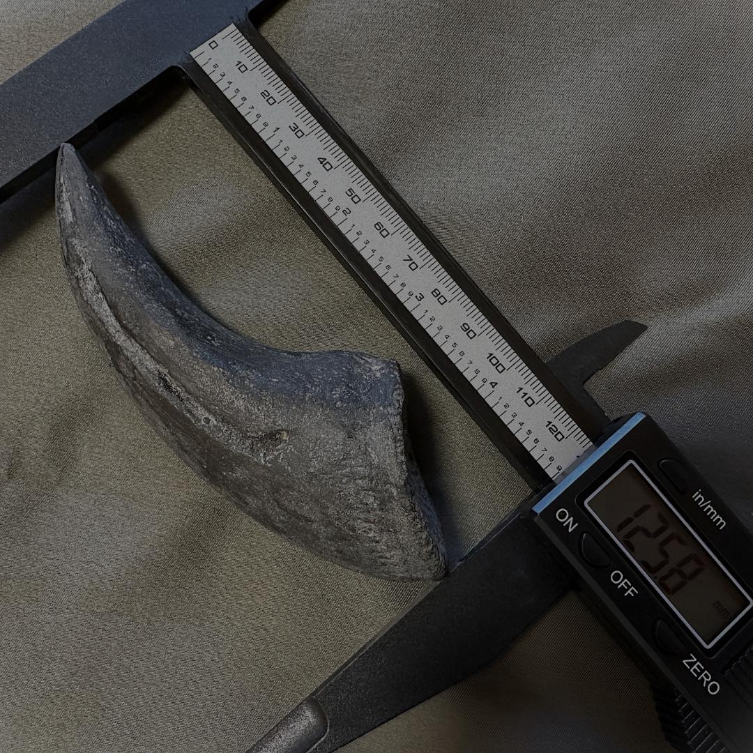 アロサウルス フットクロウ かぎ爪 化石標本 肉食恐竜 獣脚類 1499