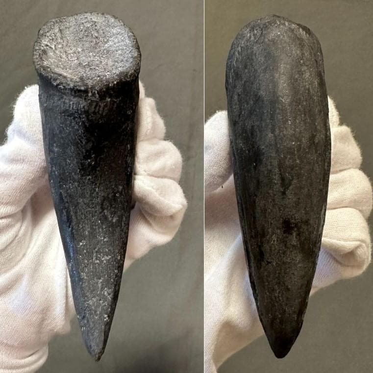 アロサウルス フットクロウ かぎ爪 化石標本 肉食恐竜 獣脚類 1499