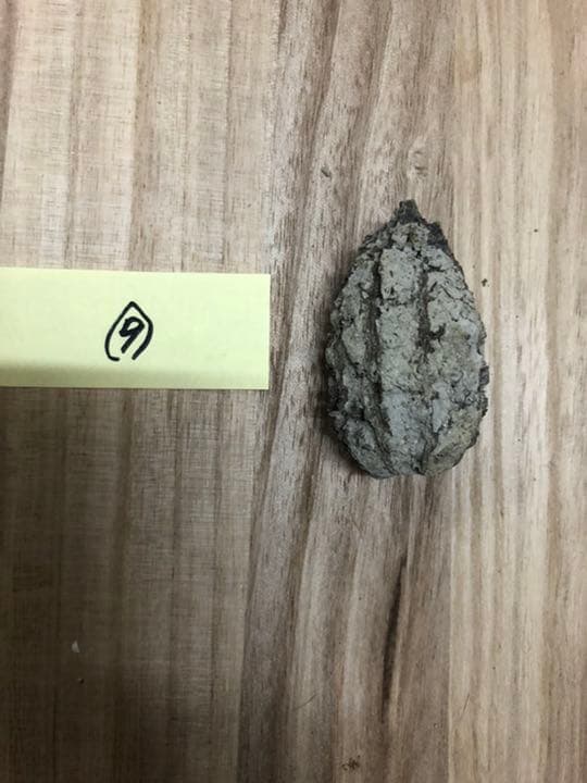 バタグルミ化石　土付き⑨