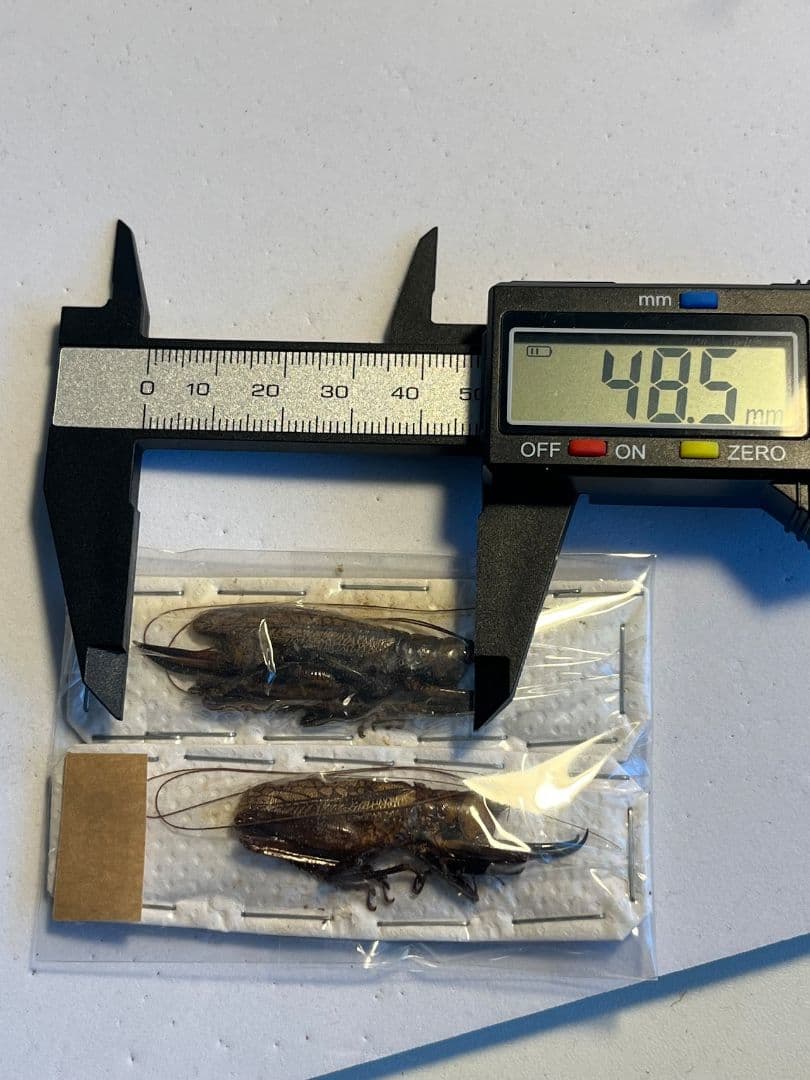 【未展足ペア】クワガタキリギリス 化け物キリギリス 昆虫標本 ウェタ バッタ