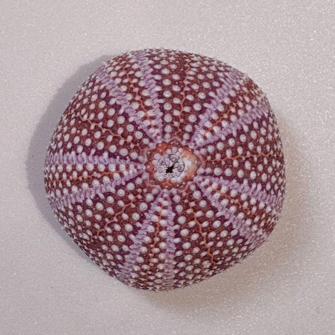 レインボーウニ13点、タコノマクラ棘残し標本1点 さくらんぼ様おまとめ品