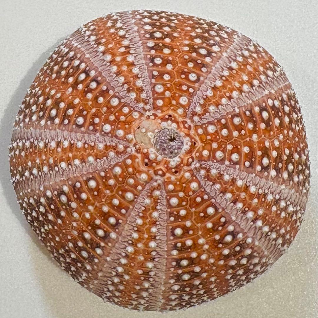 レインボーウニ13点、タコノマクラ棘残し標本1点 さくらんぼ様おまとめ品