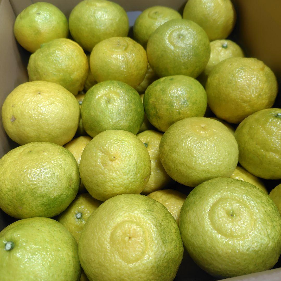 【ꕤ437】はるか『ご家庭用』熊本みかん（20kg）