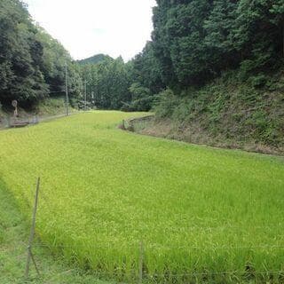 令和7年度【湧き水栽培】農薬不使用玄米　ひとめぼれ 10㎏　奈良の農家直送