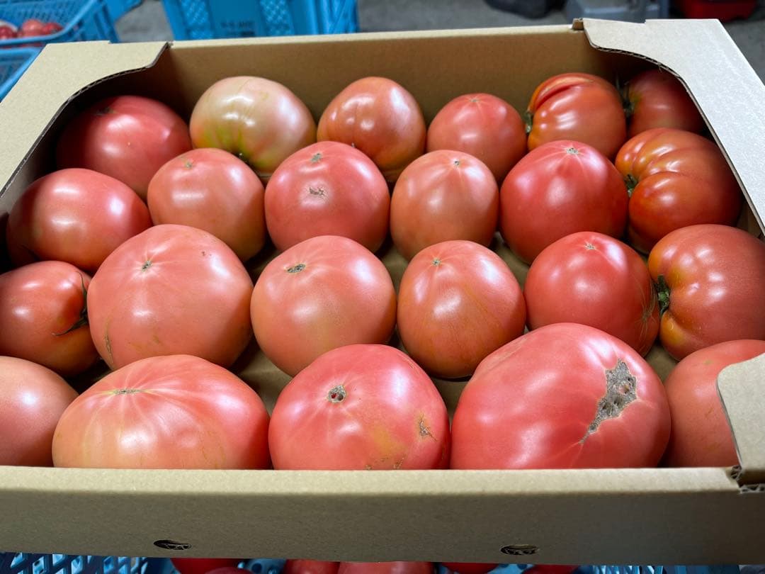 ギョドン先輩トマト