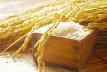 令和7年度　鳥取県産　コシヒカリ　説明欄必読　20kg