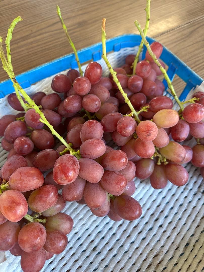 訳あり⭐︎クイーンルージュ　３キロ