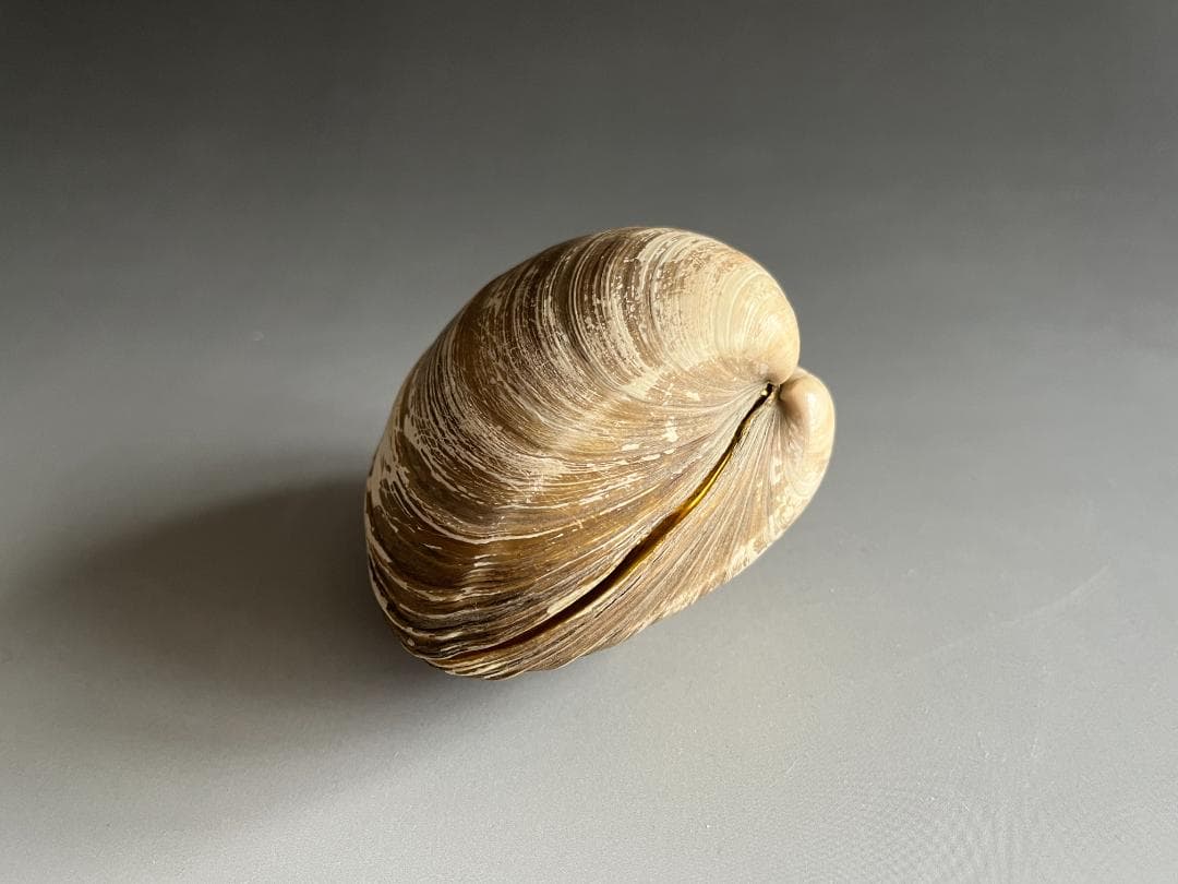 エソ土産　北寄貝　久田宗也　尋牛斎　香合　茶道具　表千家