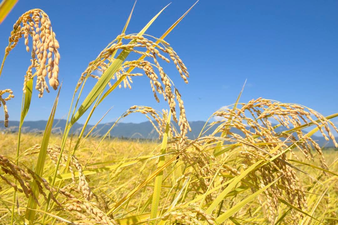 無農薬米 １０キロ佐渡産コシヒカリ