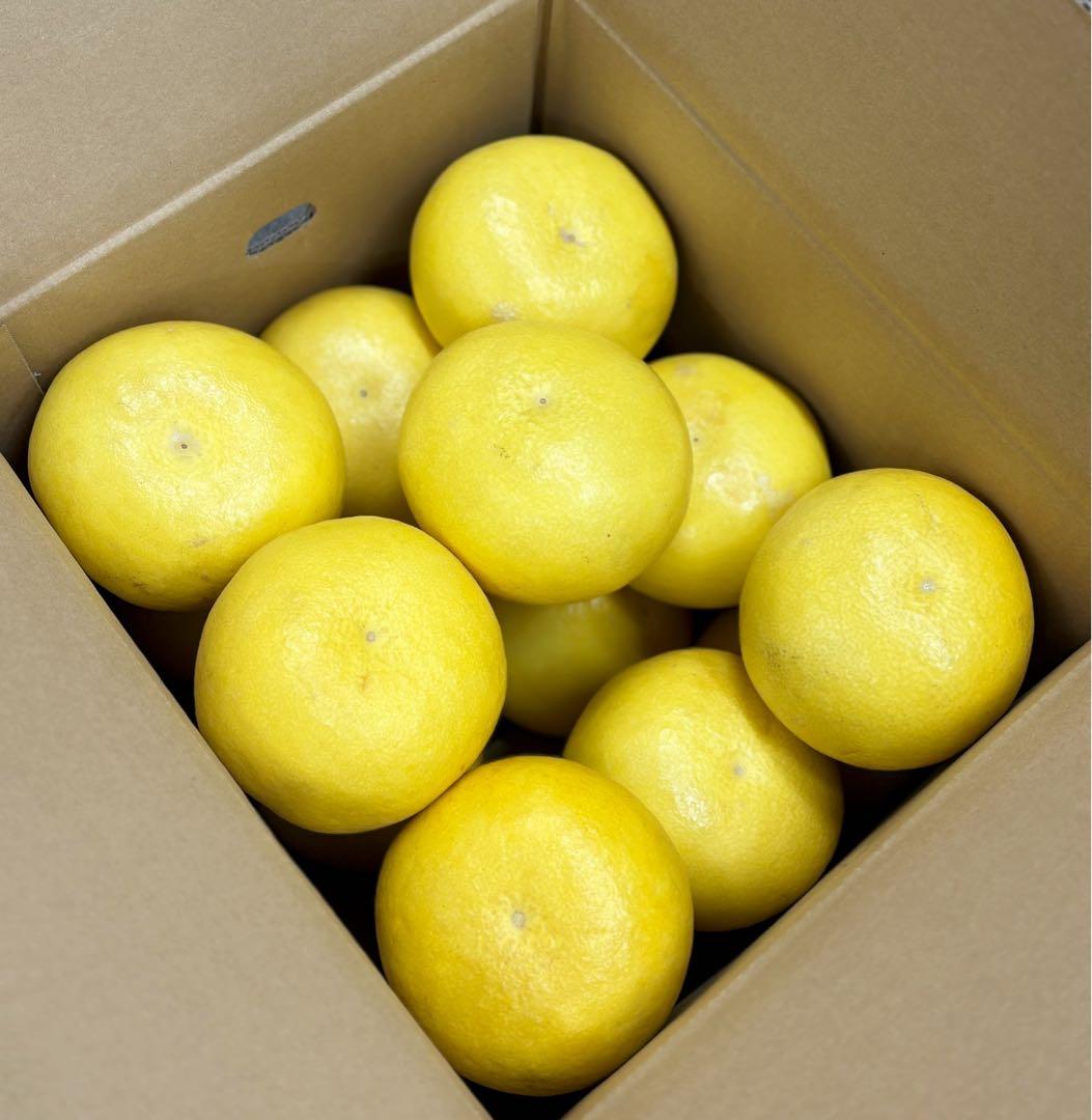 中玉限定☆ご家庭用　高知特産土佐文旦　2L〜Lサイズ19〜25玉入り10㎏2箱