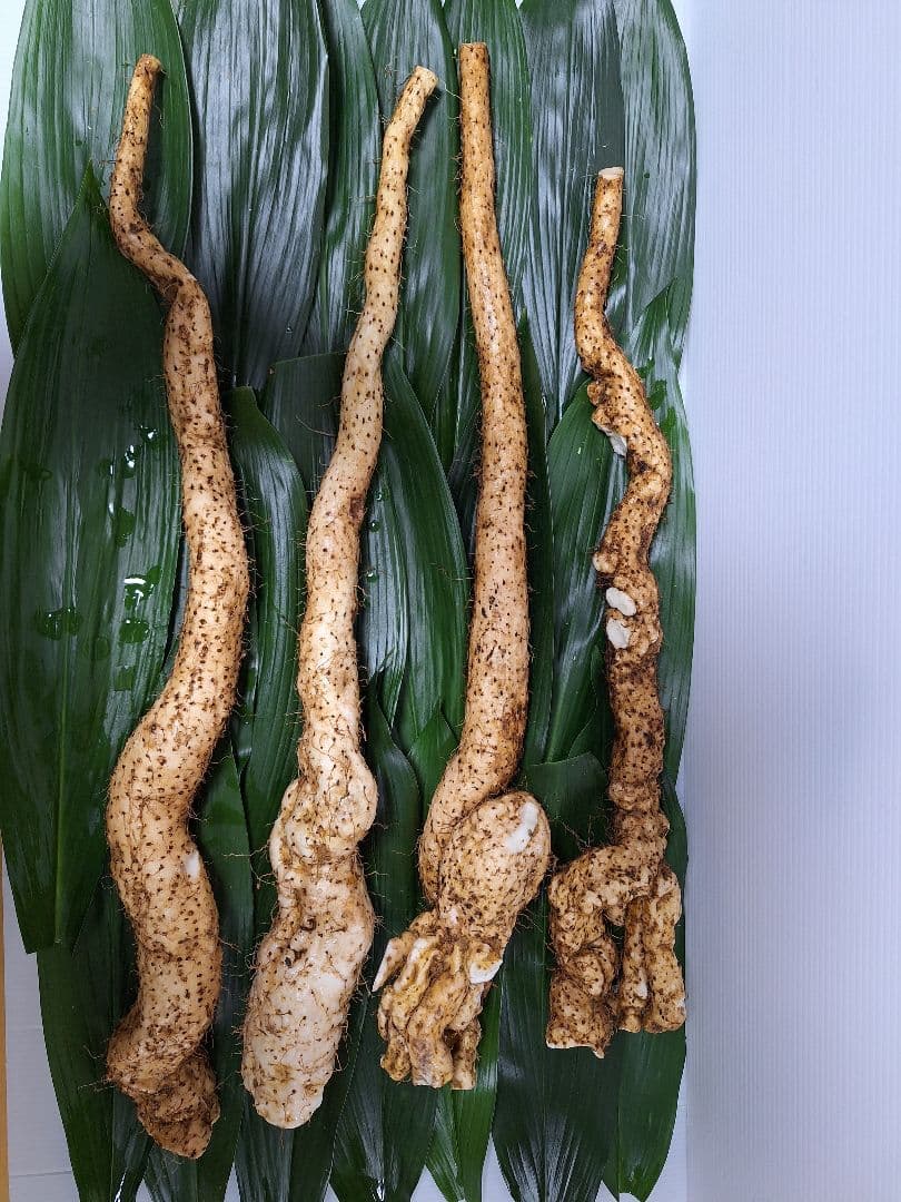 天然自然薯　3・3kg