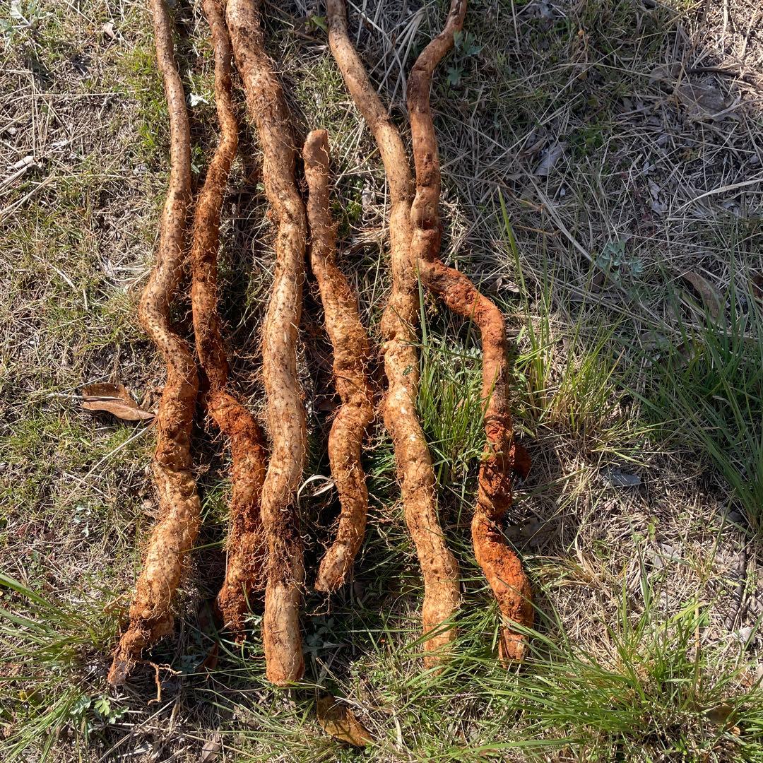 天然自然薯ーー2キローー2点まとめて
