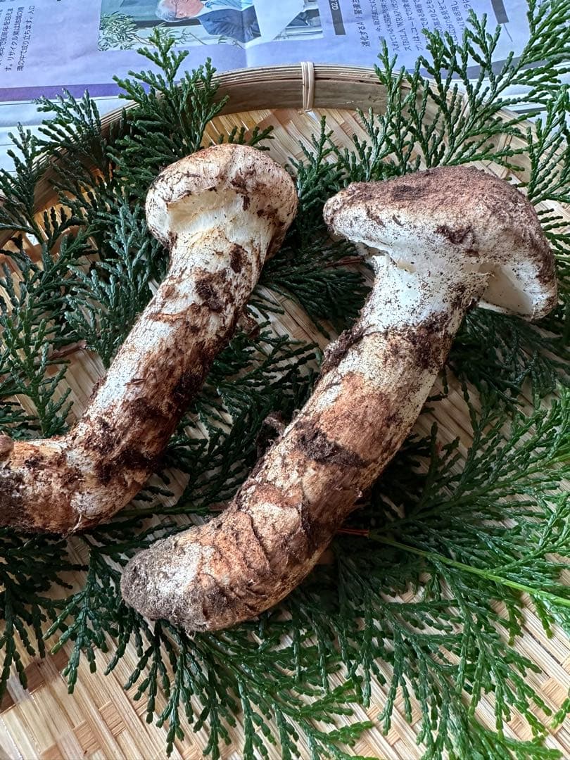 天然松茸2本　信州産