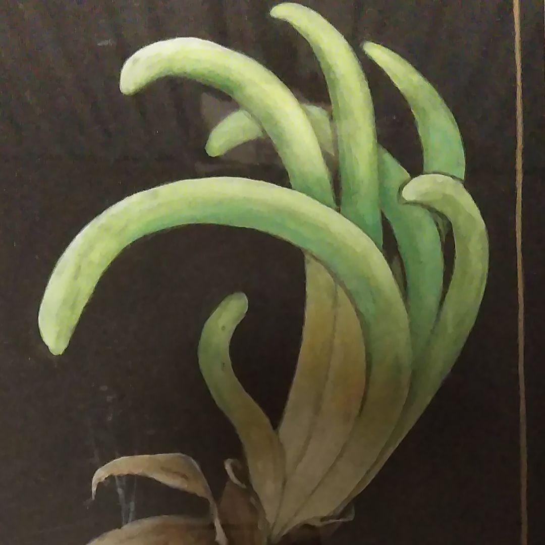 日本画(19)　玉ねぎ2