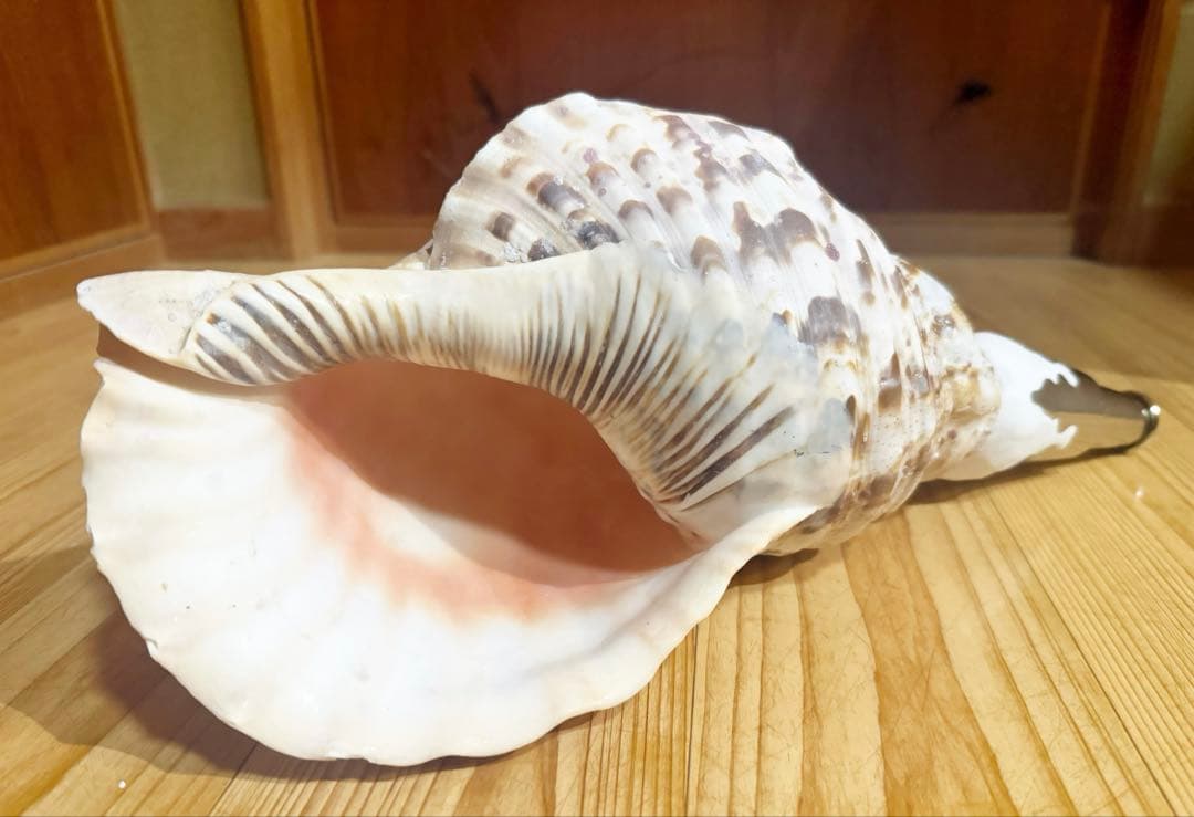 ☀︎Gracias☀︎です 大型修験道法螺貝39.5㎝　山伏　密教　魔除け