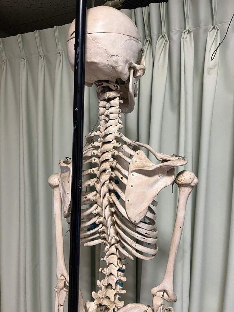 人体骨模型　NOZAKI 160cm 整形外科