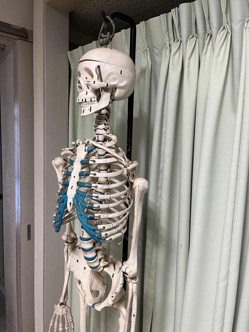 人体骨模型　NOZAKI 160cm 整形外科