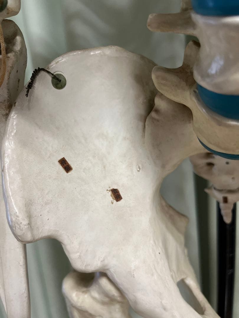 人体骨模型　NOZAKI 160cm 整形外科