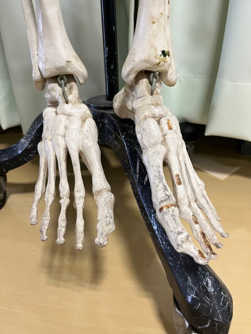 人体骨模型　NOZAKI 160cm 整形外科