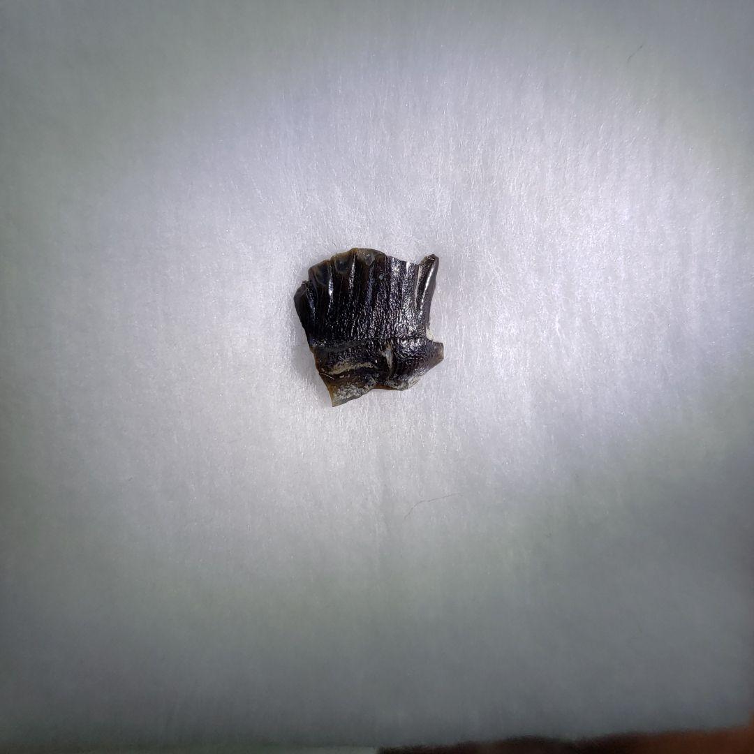 化石　恐竜　超大型　ノドサウルス類・エドモントニアの歯