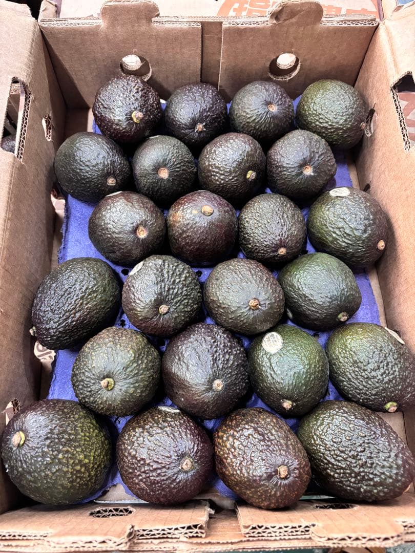 メキシコ産アボカド24個入2ケース