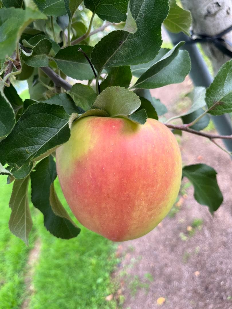 クーちゃんページ✨10kg②