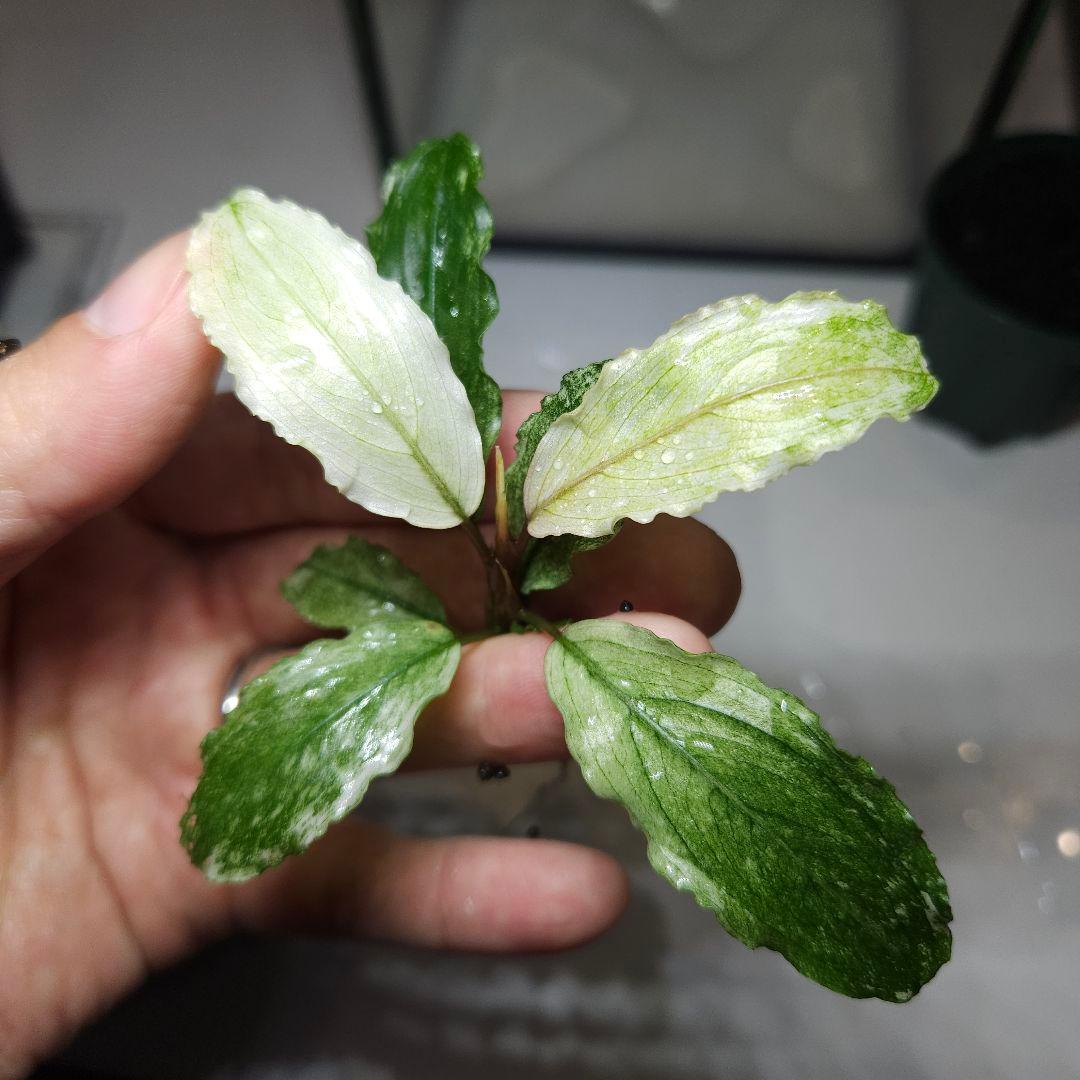 水草 Bucephalandra sp. White Marble Big leaf
