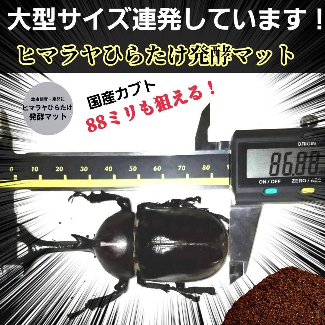発酵マット入り！国産カブトムシ幼虫1頭飼育専用縦長クリアボト【20本セット】
