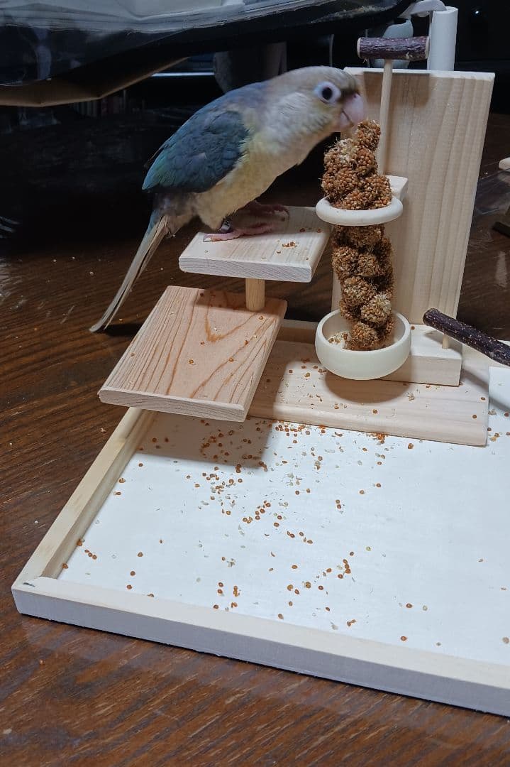 b6　粟の穂専用ホルダーと専用トレー　バードトイ　止まり木　フォージングトイ