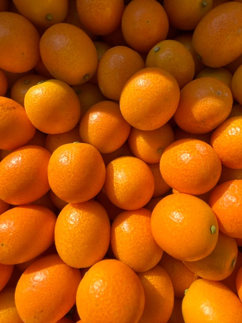 宮崎県産　ロジ金柑　箱込10キロ　2Lサイズ