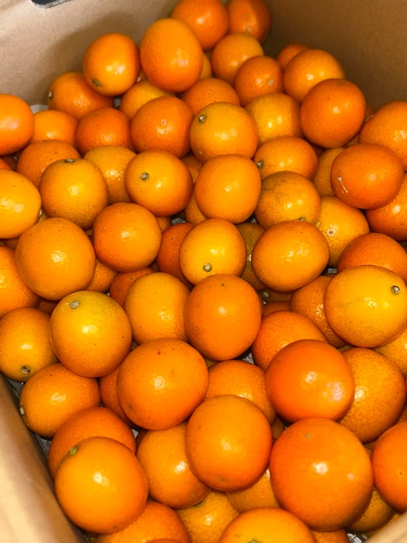 宮崎県産　ロジ金柑　箱込10キロ　2Lサイズ