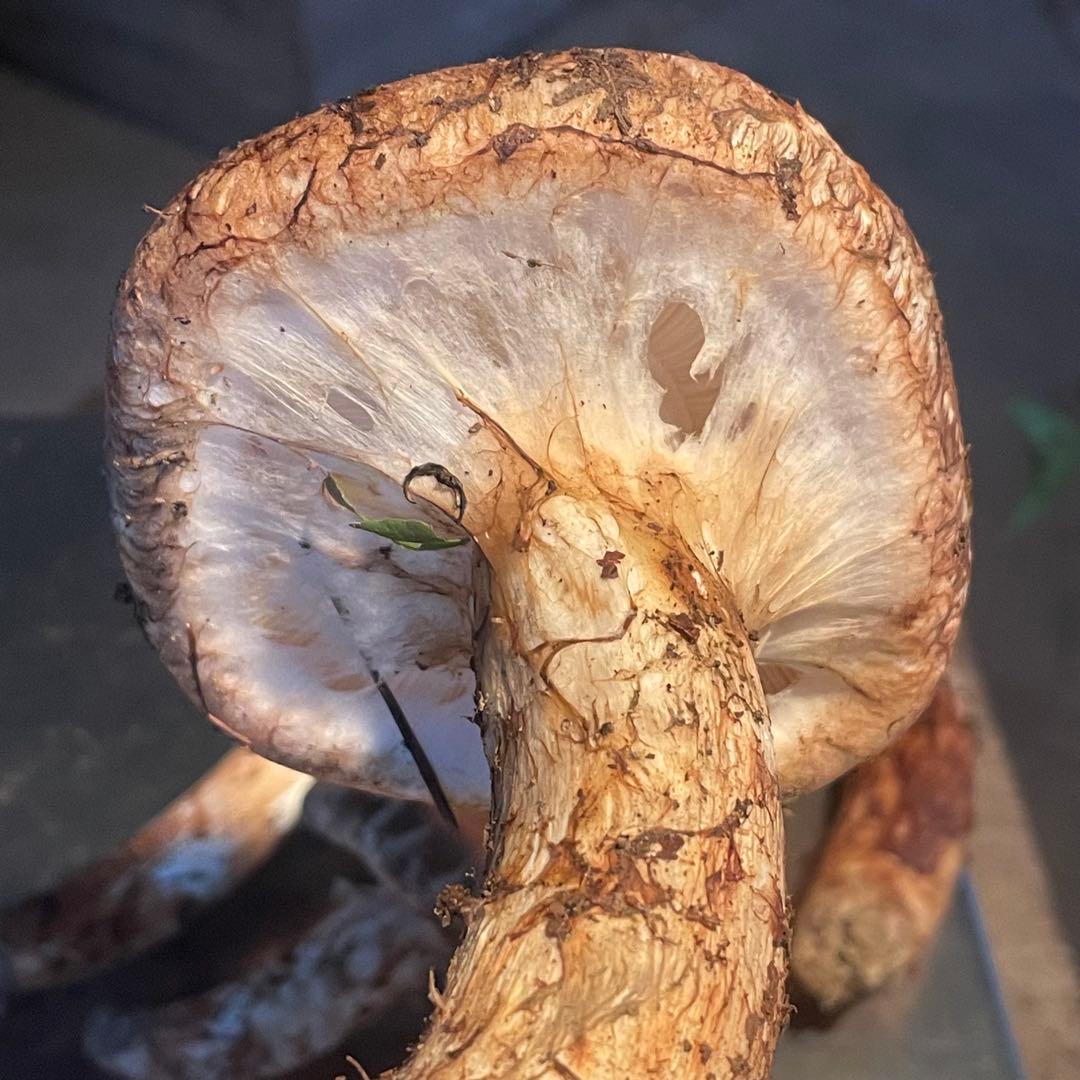 岩手県産松茸　300g 収穫　検品済み　虫喰い無し