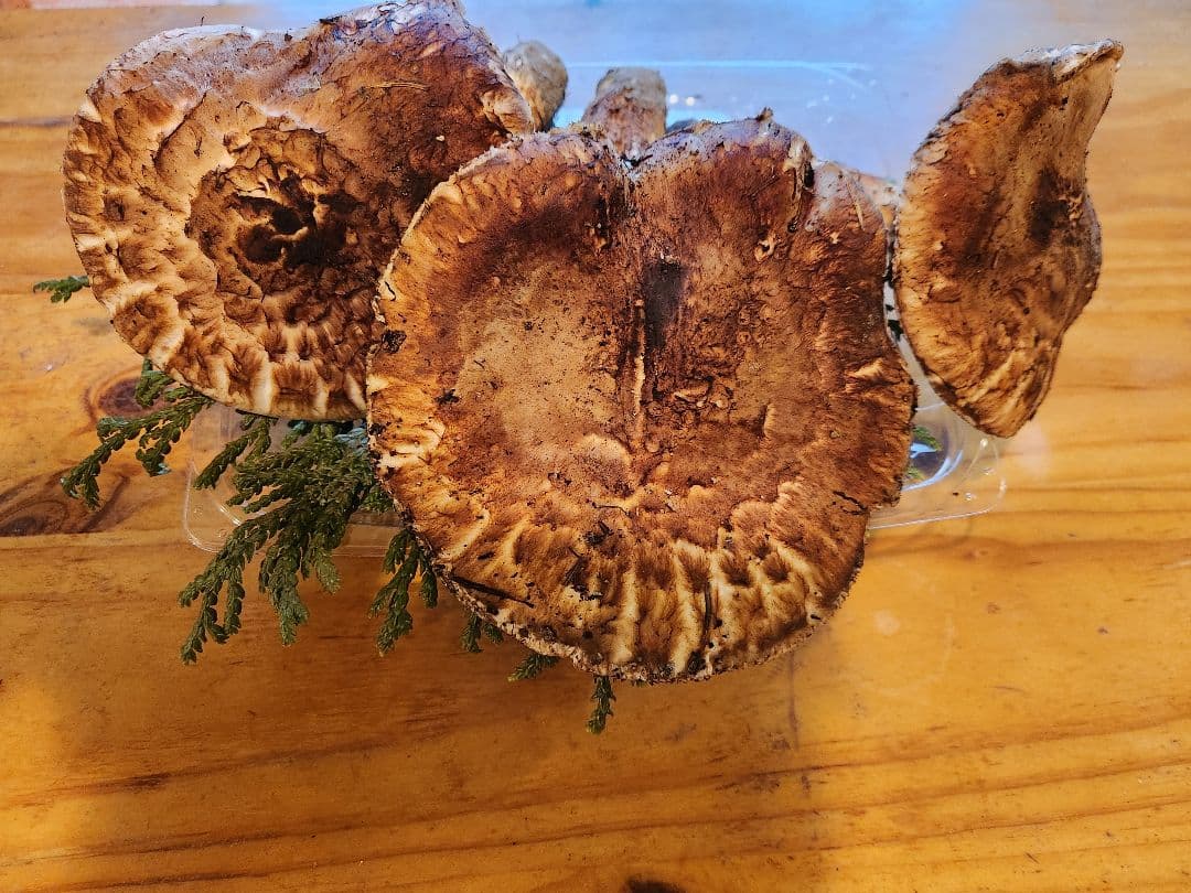 北海道産松茸 訳あり‼️ 494g