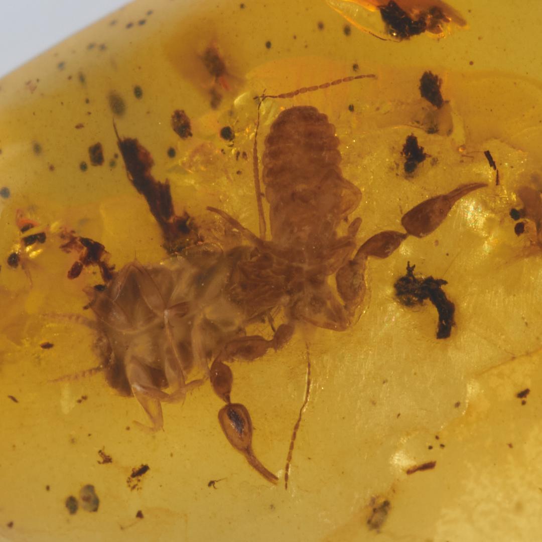 レア極上品 PA0038虫入り琥珀化石　ミャンマーカムティかタナイ9900万年前