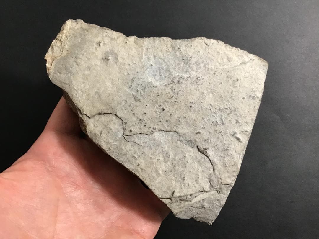 シュードキベレ [TB45] 三葉虫 超希少種 レア