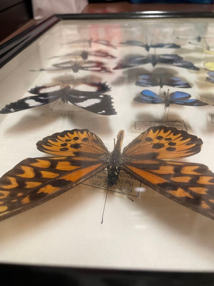 【蝶標本】ドルリーオオアゲハ他