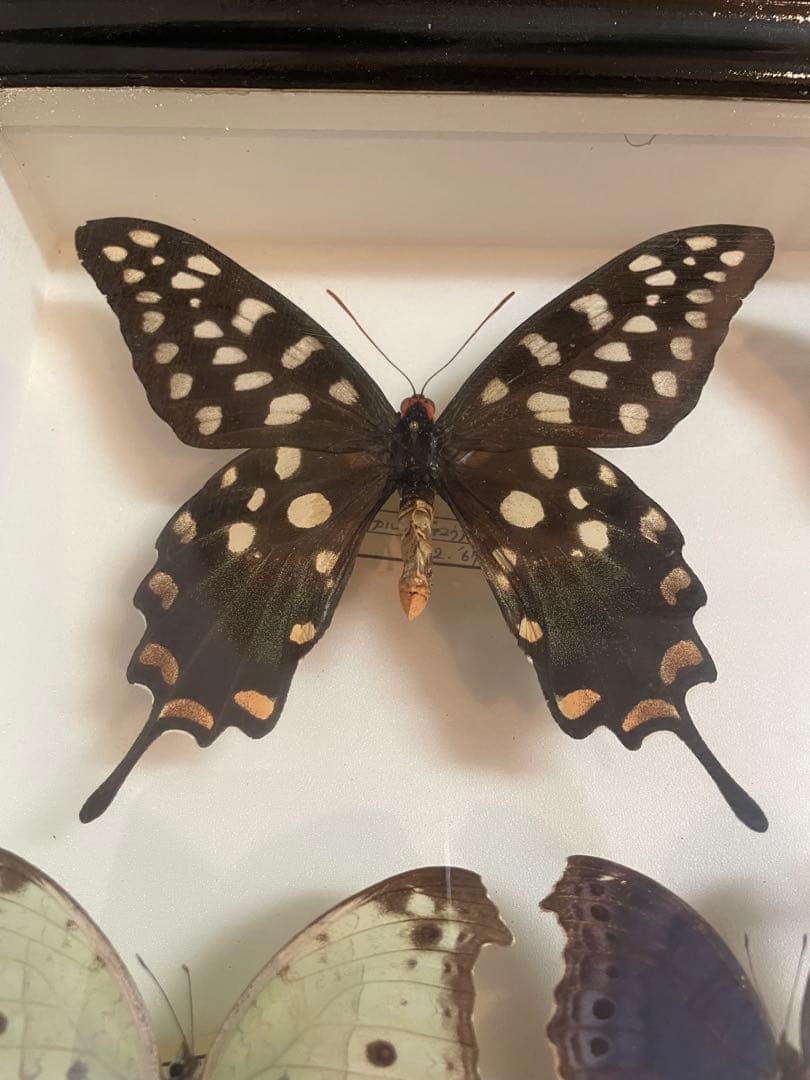 【蝶標本】ドルリーオオアゲハ他