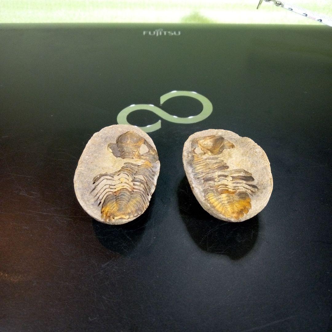 三葉虫　化石　fossil　ボリビア産　trilobite　ノジュール管理⑤