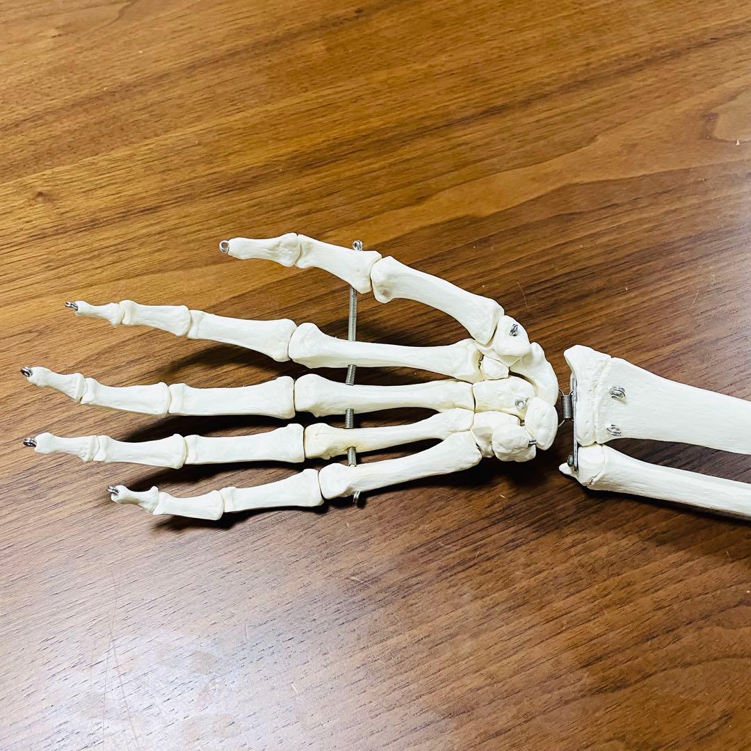 【中古品】人体模型 腕足セット バラ売り不可