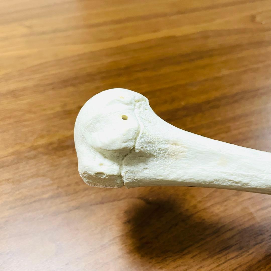 【中古品】人体模型 腕足セット バラ売り不可