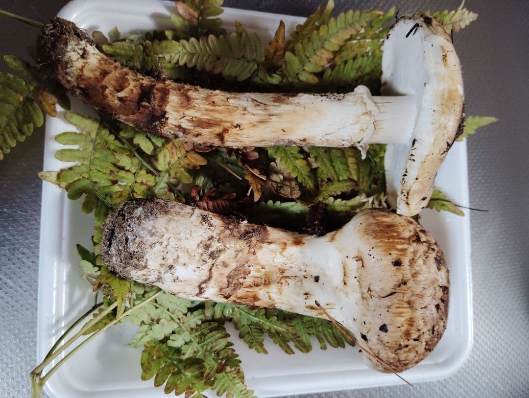 岩手県産松茸　200グラム　国産松茸